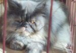 Persian adult female cat