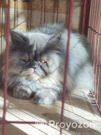 Persian adult female cat