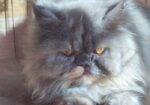 Persian adult female cat