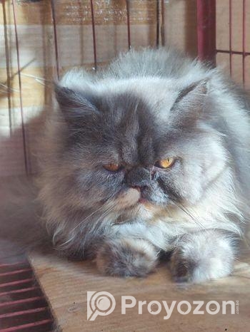 Persian adult female cat
