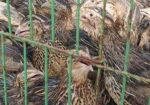 ডিম পাড়া কোয়েল পাখি