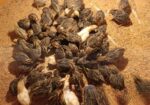 কোয়েল পাখি