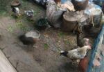মুরগি বিক্রয় হবে