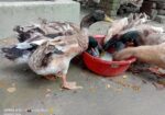 পিওর দেশি হাঁস পুরুষ