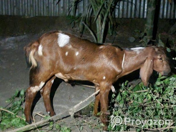 রাম ছাগল বিক্রি হবে