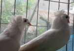 সাদা বোম্বাই কবুতর