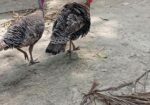 তারকি মুরগি মায়া