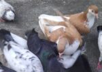 সিরাজি রানিং জোড়া