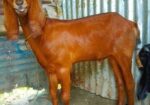 বিটল খাসি