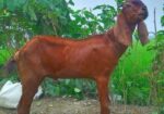 বিটল খাসি