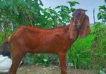বিটল খাসি