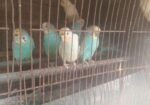 Brid for sell