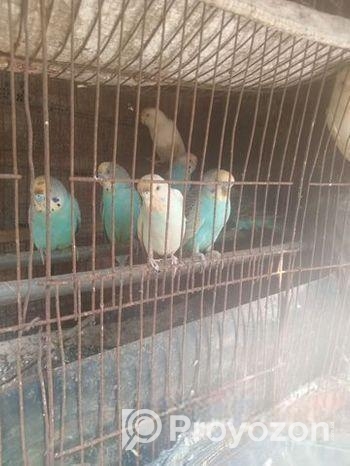 Brid for sell