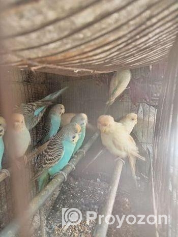 Brid for sell