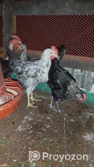 দেশি মুরগি