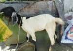 খাসি ছাগল বিক্রি