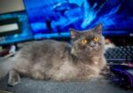 Persian Male For Sale