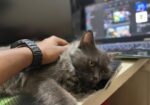 Persian Male For Sale