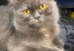 Persian Male For Sale