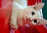 persian cat 2+month