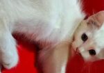 persian cat 2+month