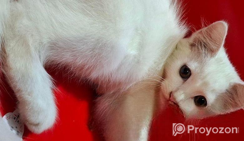 persian cat 2+month