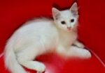 persian cat 2+month