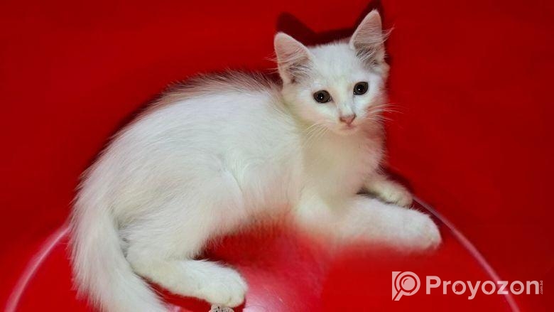 persian cat 2+month