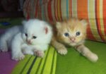 Persian Cat