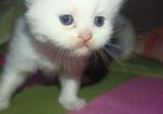 Persian Cat