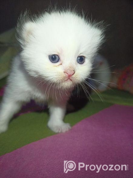 Persian Cat