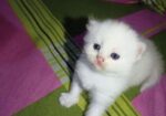 Persian Cat