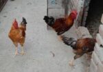বড় টাইগার মুরগি