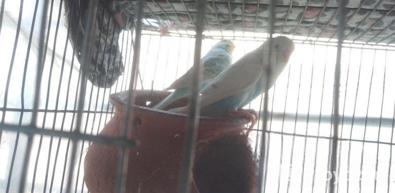 New adult bajrigar