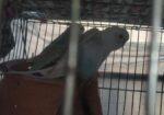 New adult bajrigar