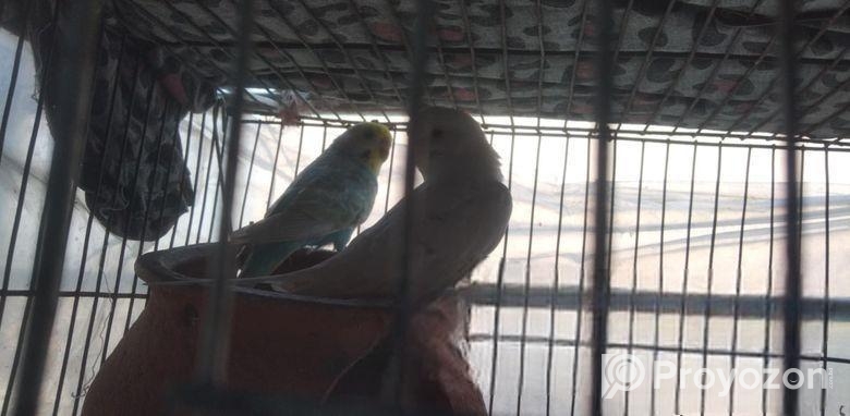 New adult bajrigar