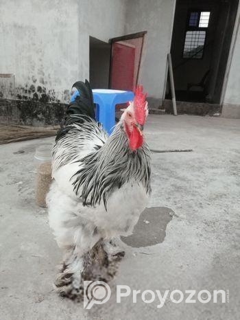 Light Brahama (মোরোগ)