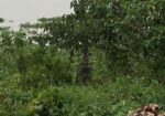 মিরপুর ১বিঘা জমি বিক্রয়। বেড়িবাঁধ ৩০০ ফুট রাস্তার সাথে