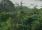 মিরপুর ১বিঘা জমি বিক্রয়। বেড়িবাঁধ ৩০০ ফুট রাস্তার সাথে