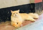 Parsian Cat