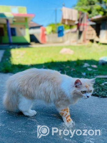Parsian Cat