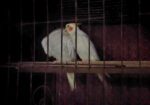 Master Pair Cocatel Sell Hoba