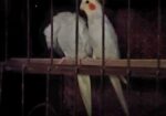 Master Pair Cocatel Sell Hoba