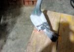 একটা সবজি রেসার ও শিরাজী