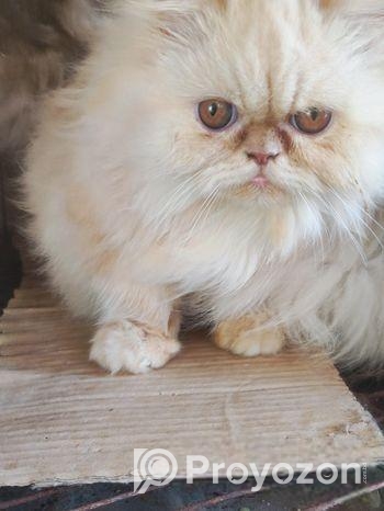 Persian adult female cat