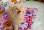 Persian cat