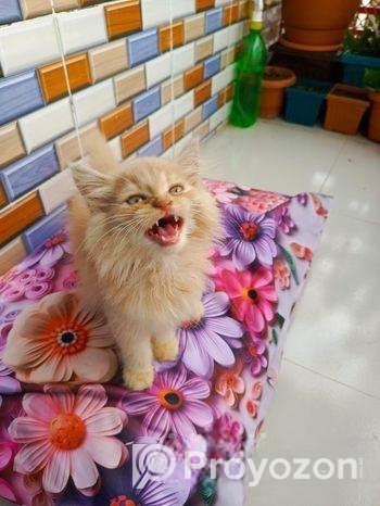Persian cat