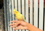 Lutino Heavy Pearl Cockatiel Red Eye