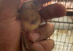 Goldien Finch