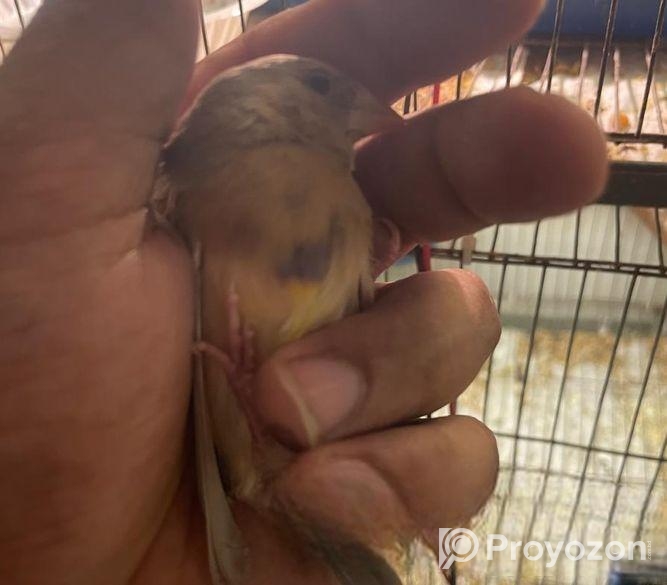 Goldien Finch